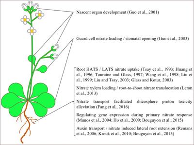 Unraveling the Functional Role of NPF6 Transporters